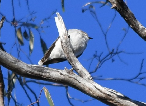 Jacky-winter - ML638660979