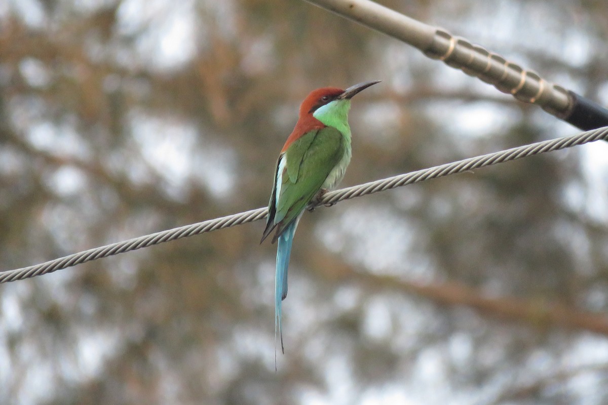 Rufous-crowned Bee-eater - ML638660980