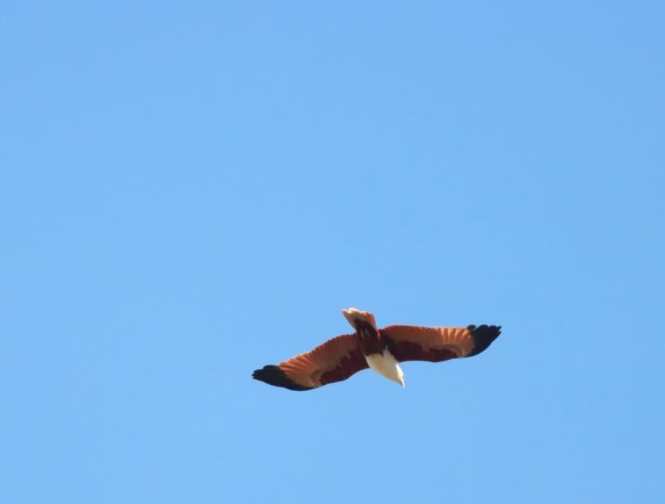 Brahminy Kite - ML638660992