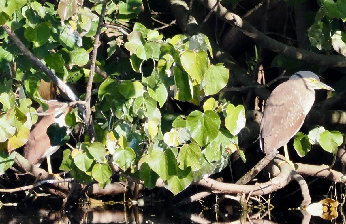 Nankeen Night Heron - ML638660993