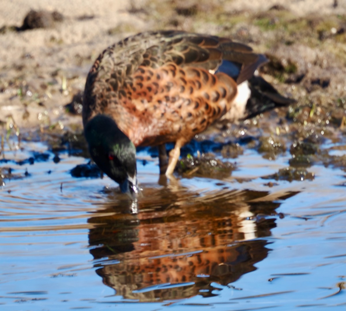 Chestnut Teal - ML638660998