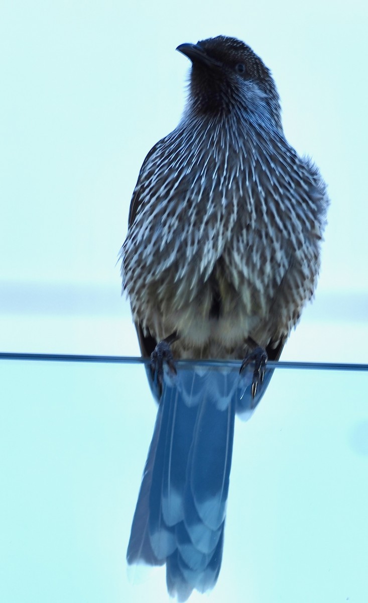 Little Wattlebird - ML638661004
