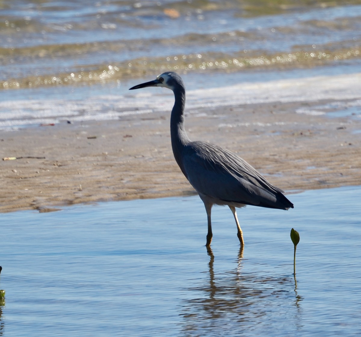 White-faced Heron - ML638661008