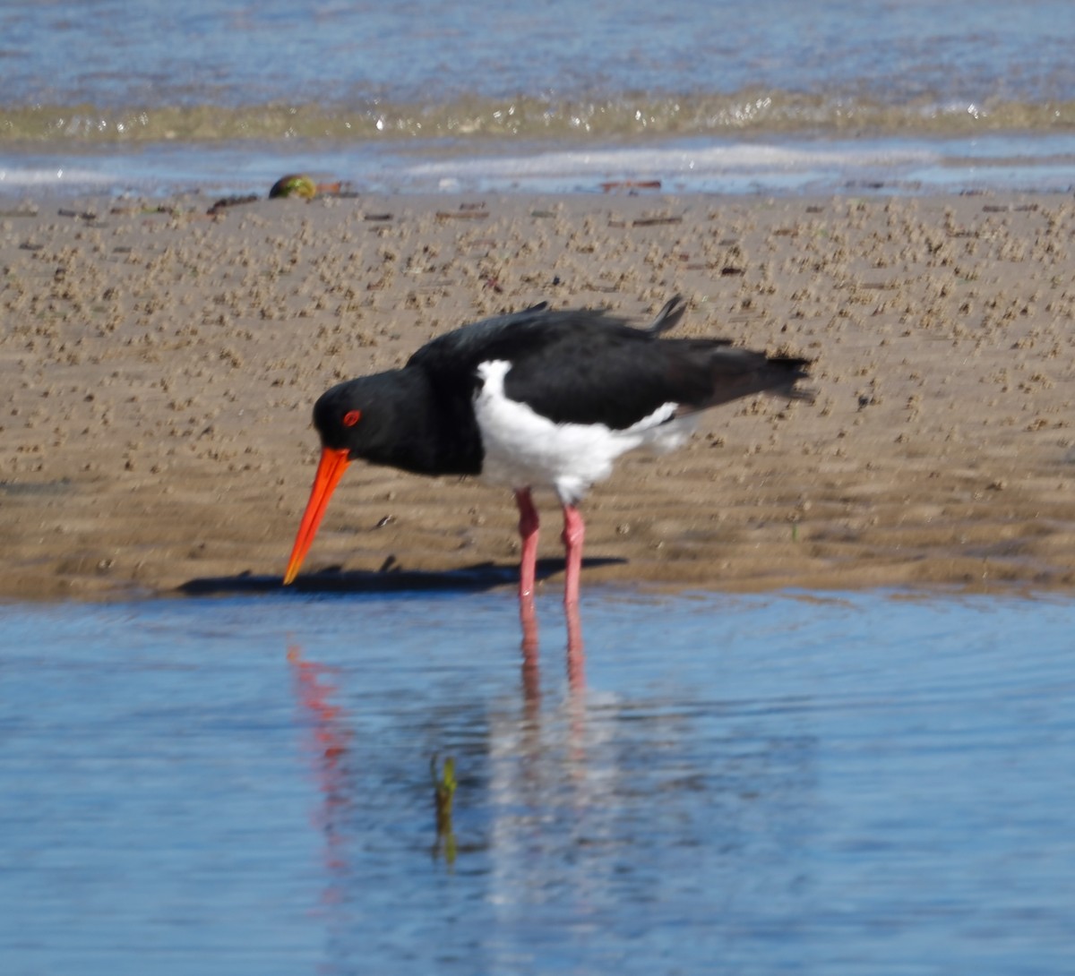 Pied Oystercatcher - ML638661012
