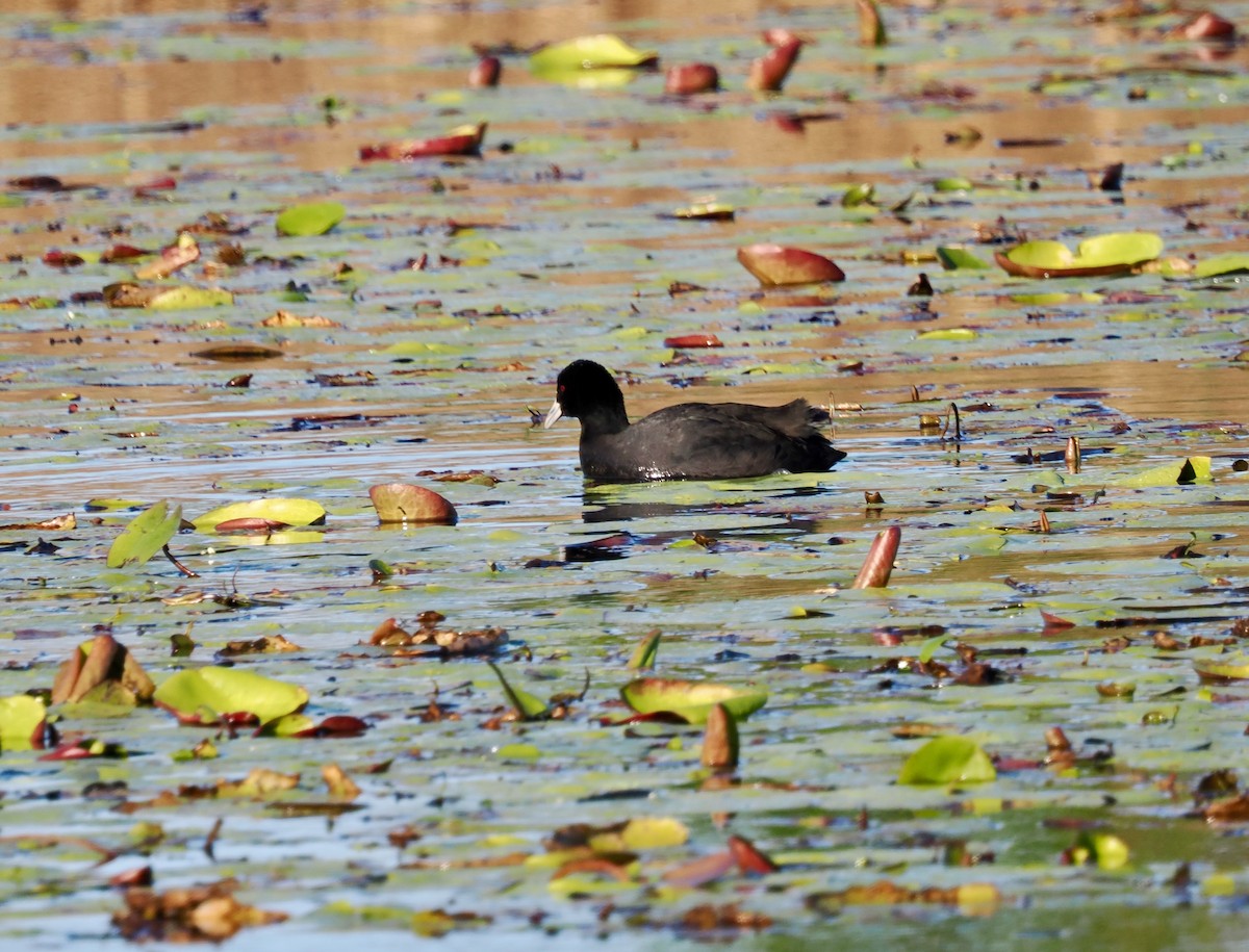 Folaga - ML638661022