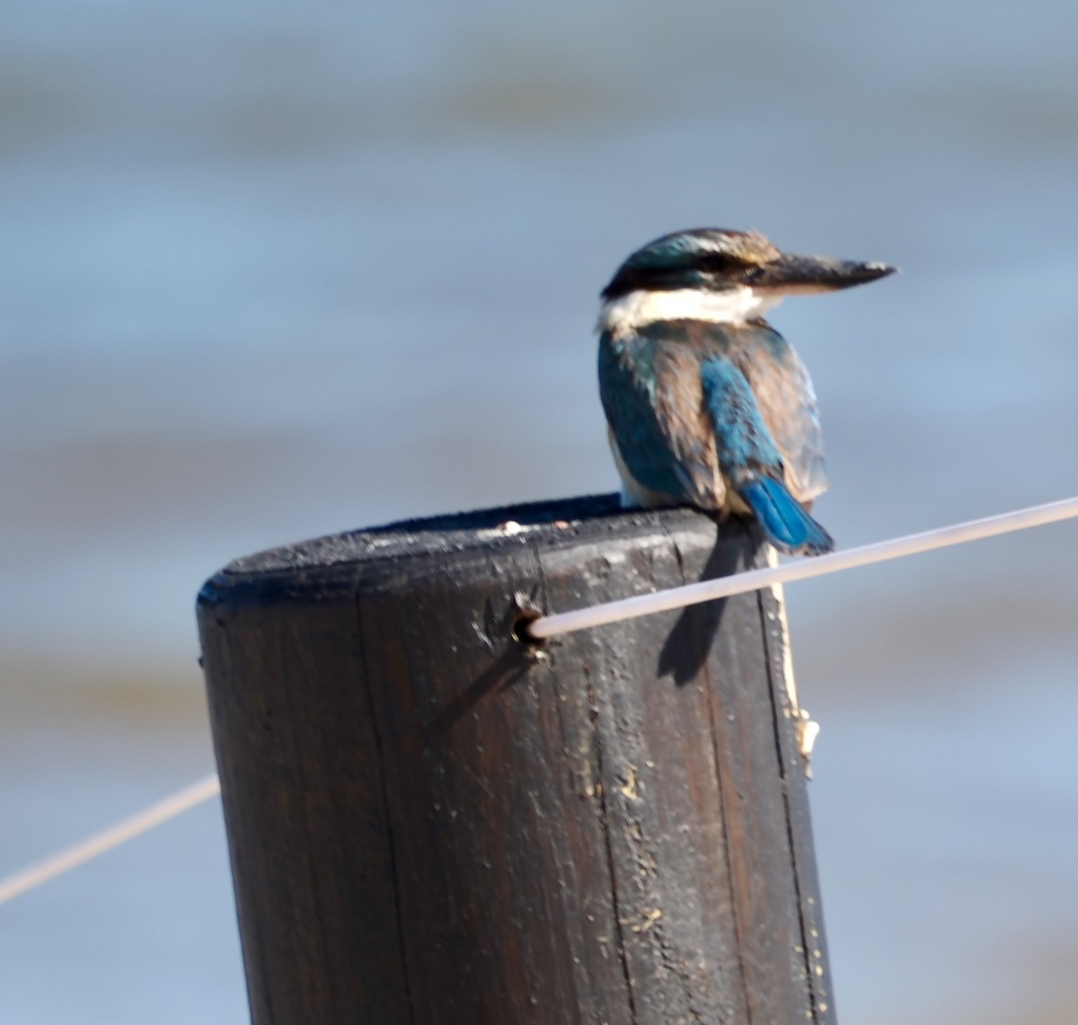 Sacred Kingfisher - ML638661029