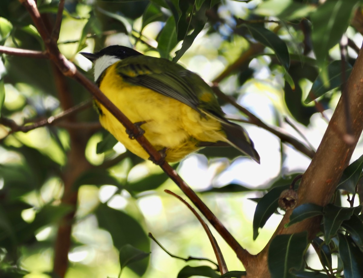 Golden Whistler - ML638661035