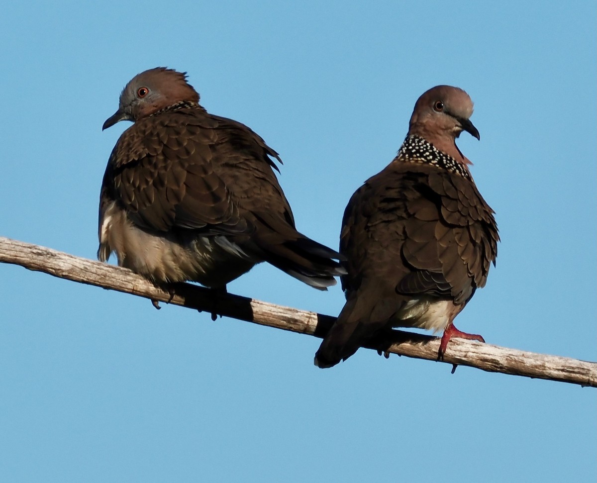 Spotted Dove - ML638661038