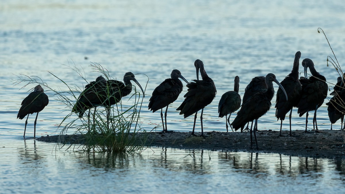 White-faced Ibis - ML638661039