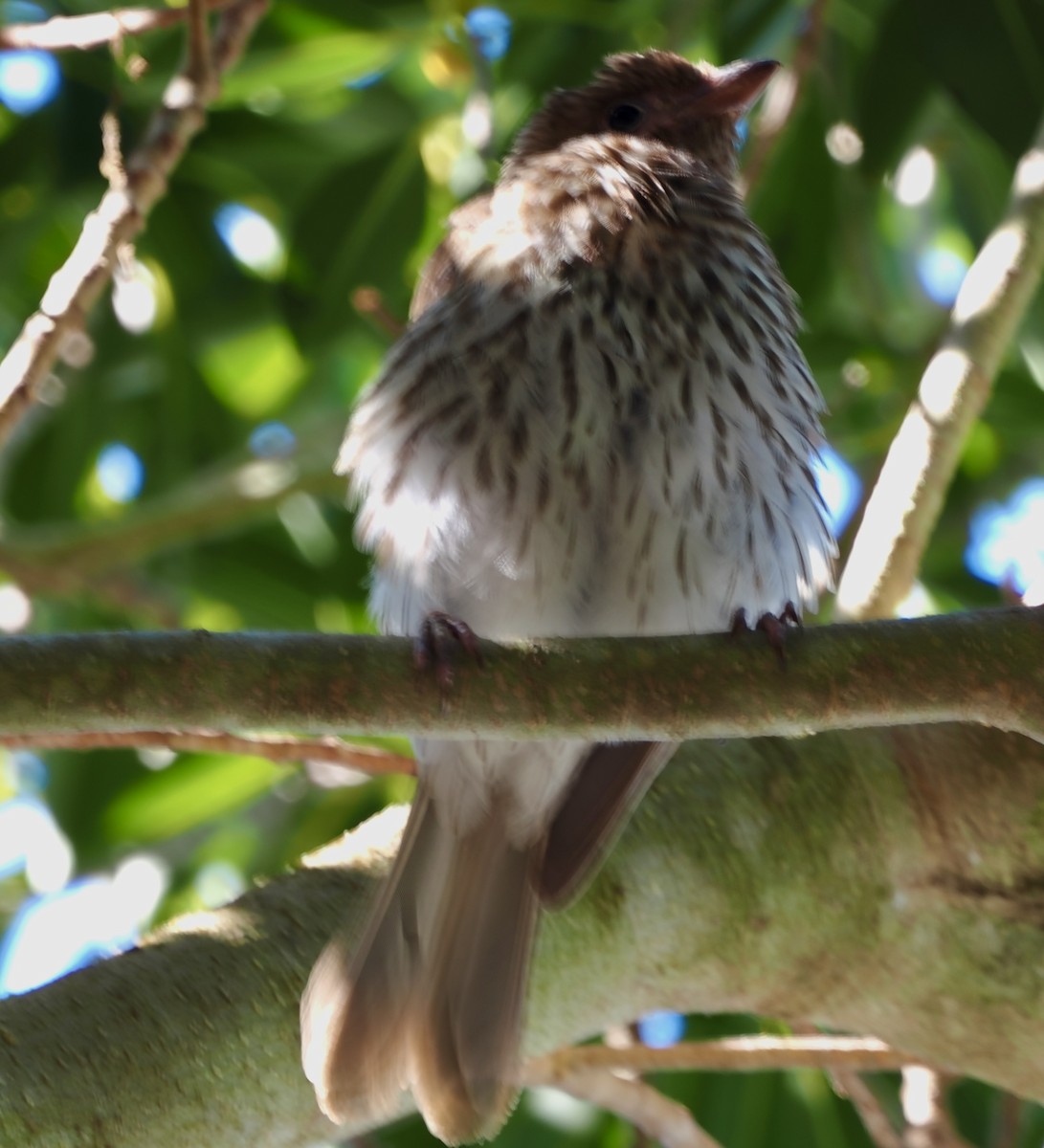Australasian Figbird - ML638661055