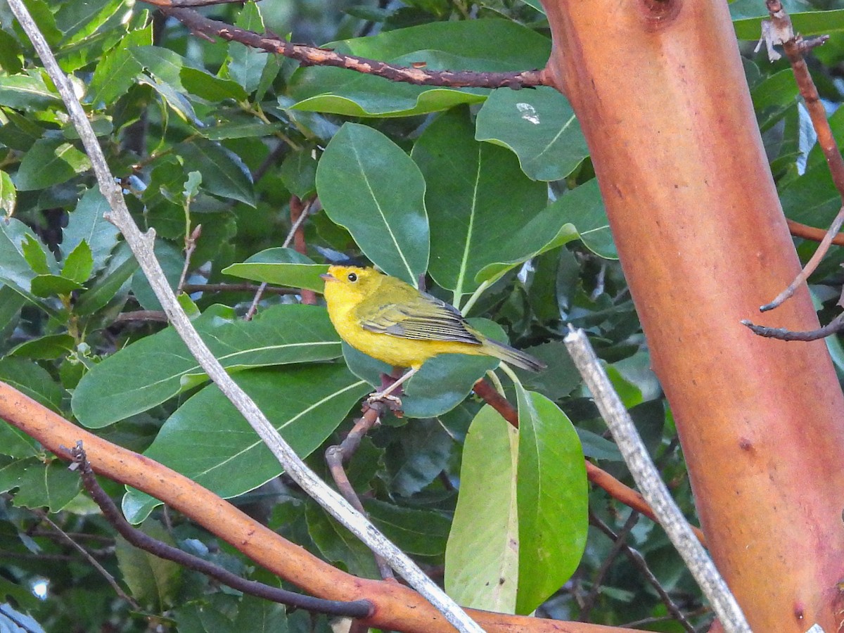 Wilson's Warbler - ML638661065