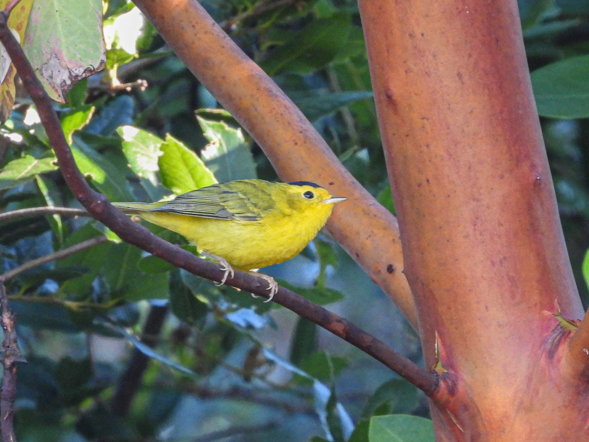 Wilson's Warbler - ML638661066