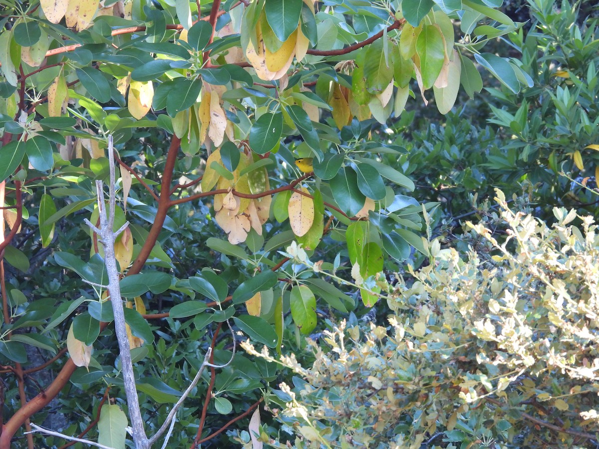 Wilson's Warbler - ML638661067