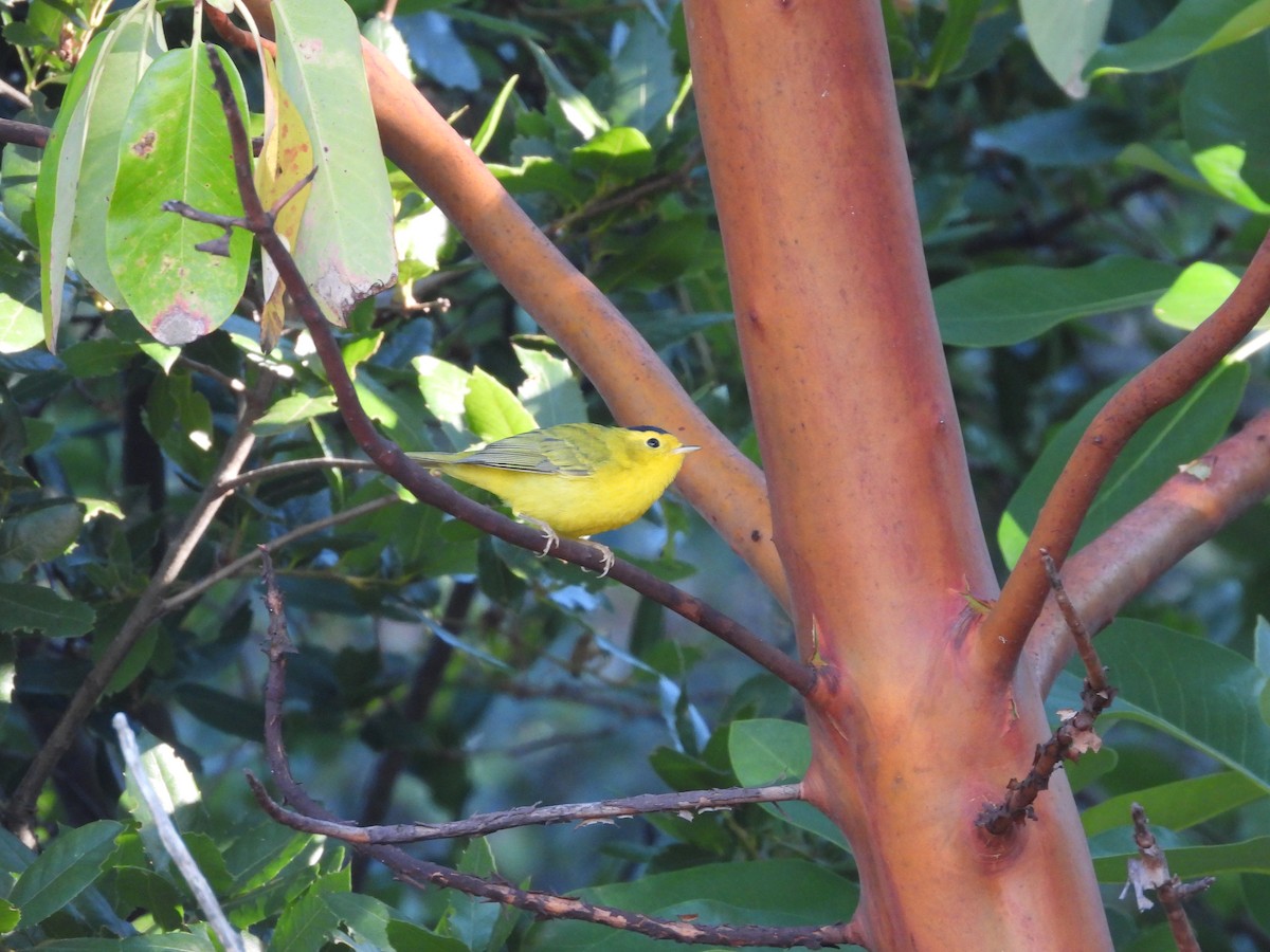 Wilson's Warbler - ML638661068