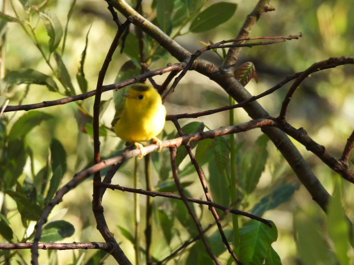 Wilson's Warbler - ML638661069