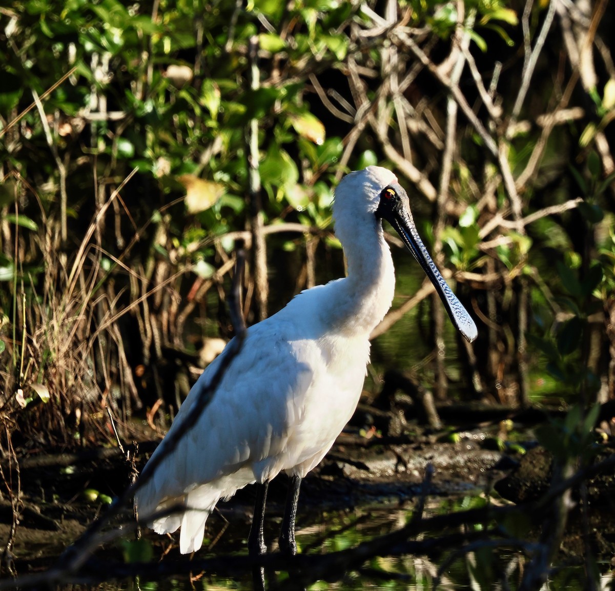 Royal Spoonbill - ML638661070
