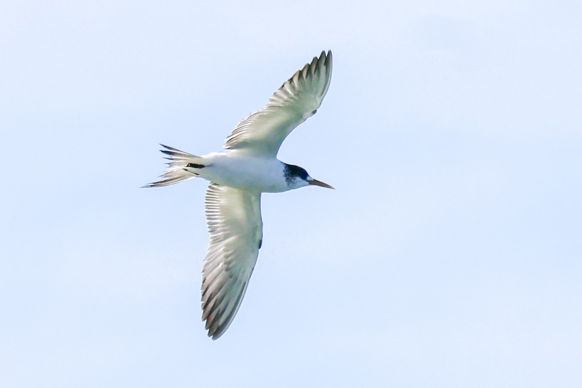 Great Crested Tern - ML638661092