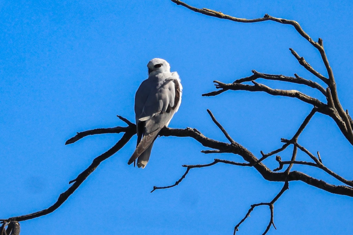 Black-shouldered Kite - ML638661097