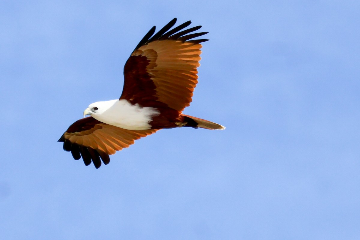 Brahminy Kite - ML638661105