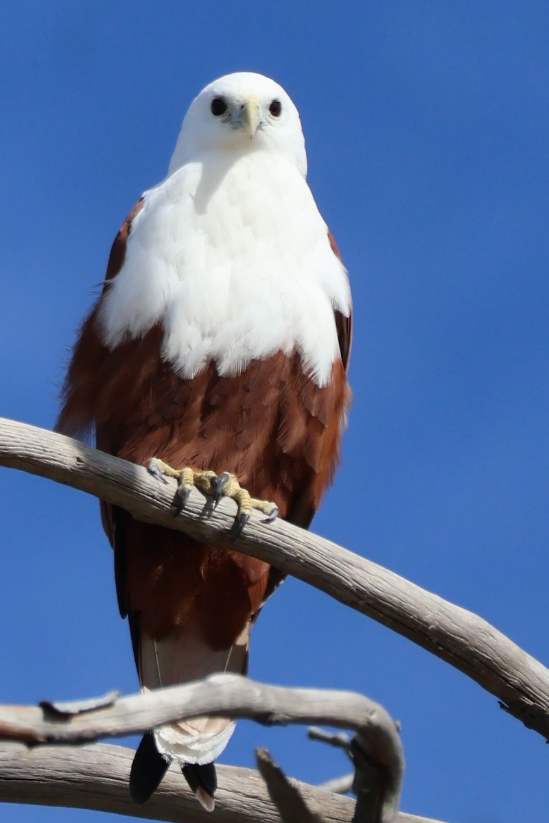 Brahminy Kite - ML638661108