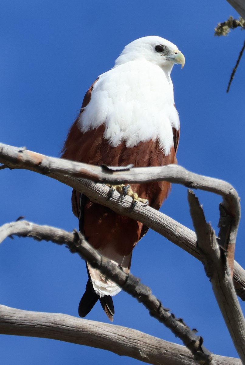 Brahminy Kite - ML638661109