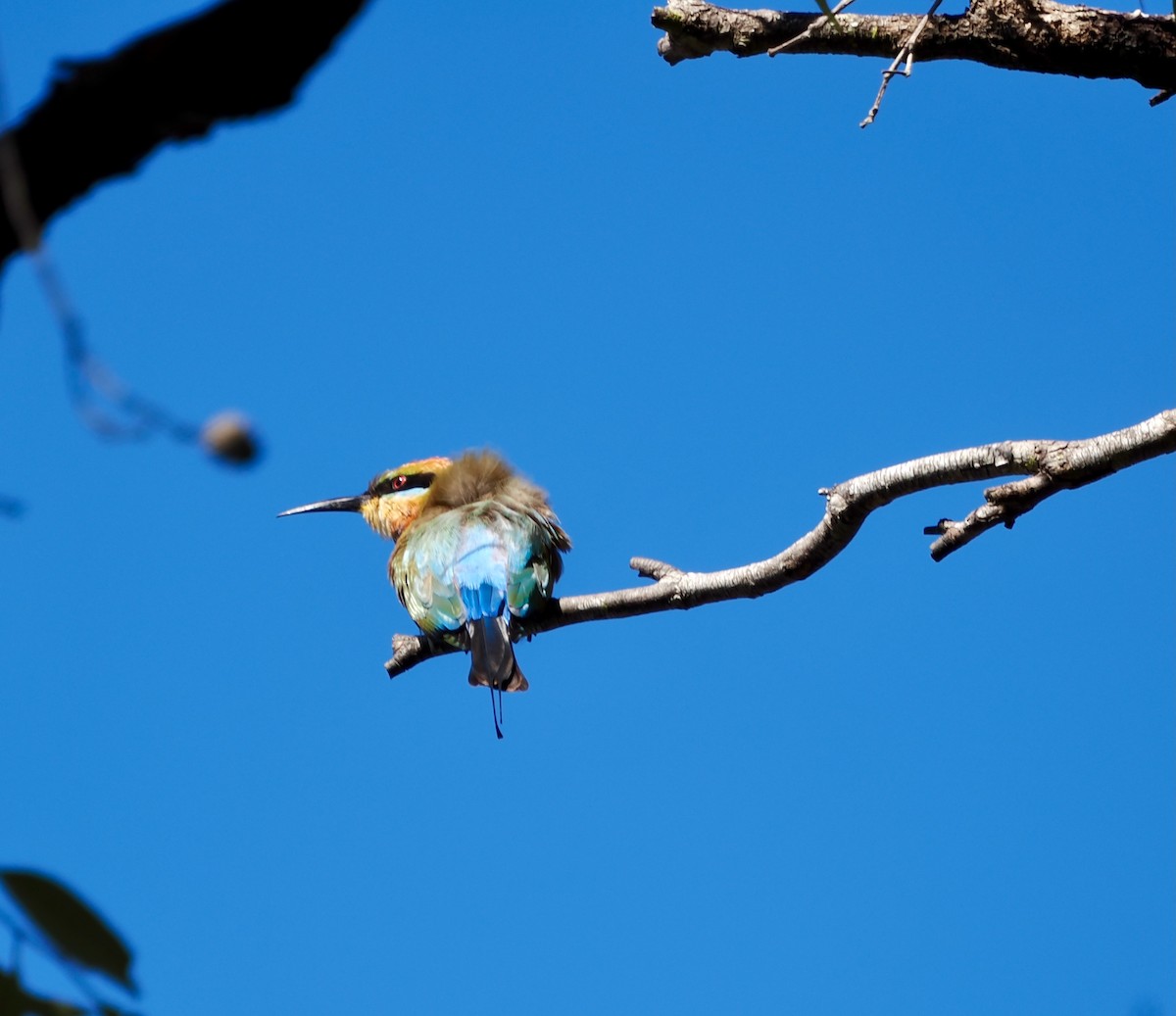 Rainbow Bee-eater - ML638661119