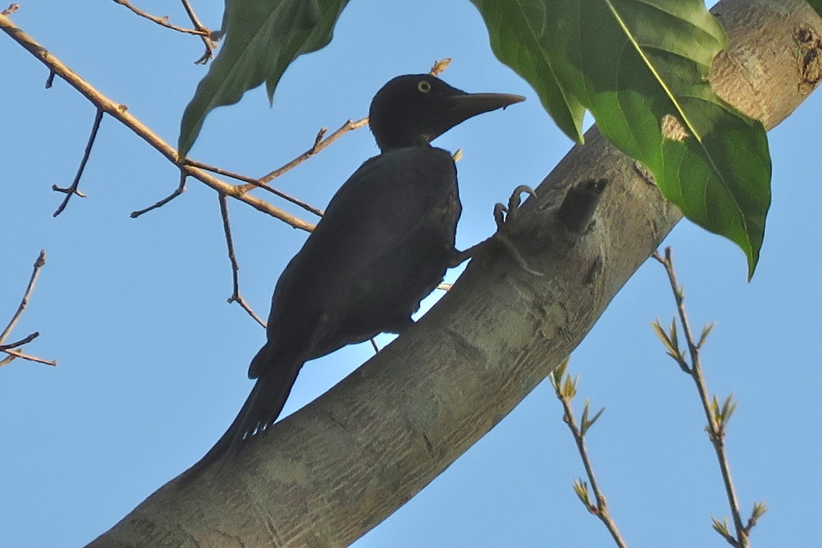 Northern Sooty-Woodpecker - ML638661120