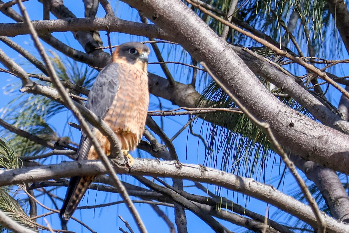 Australian Hobby - ML638661121