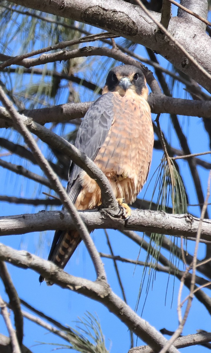 Australian Hobby - ML638661122