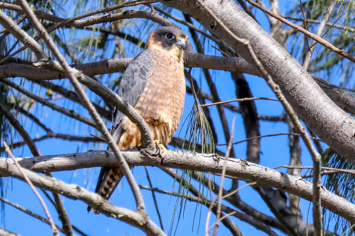 Australian Hobby - ML638661123