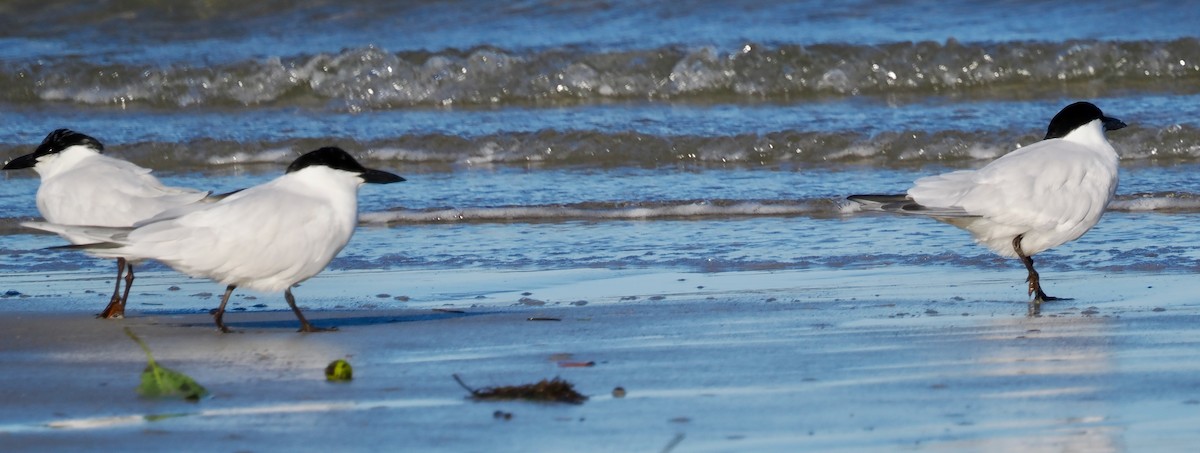 Australian Tern - ML638661126