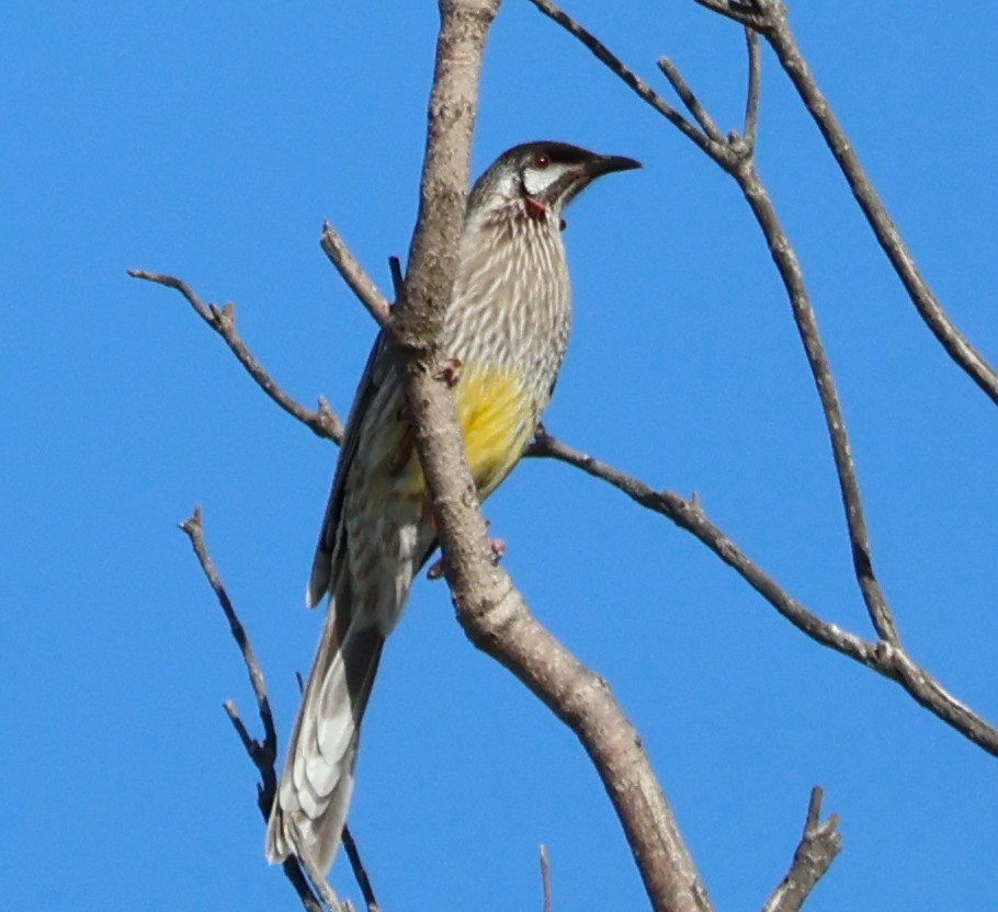 Red Wattlebird - ML638661130