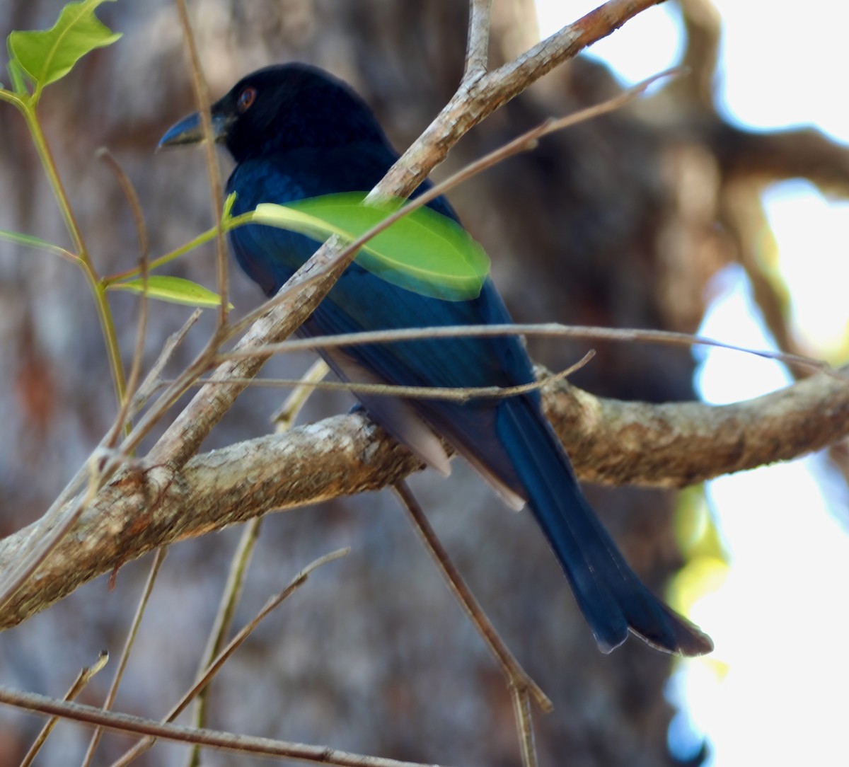 Spangled Drongo - ML638661146