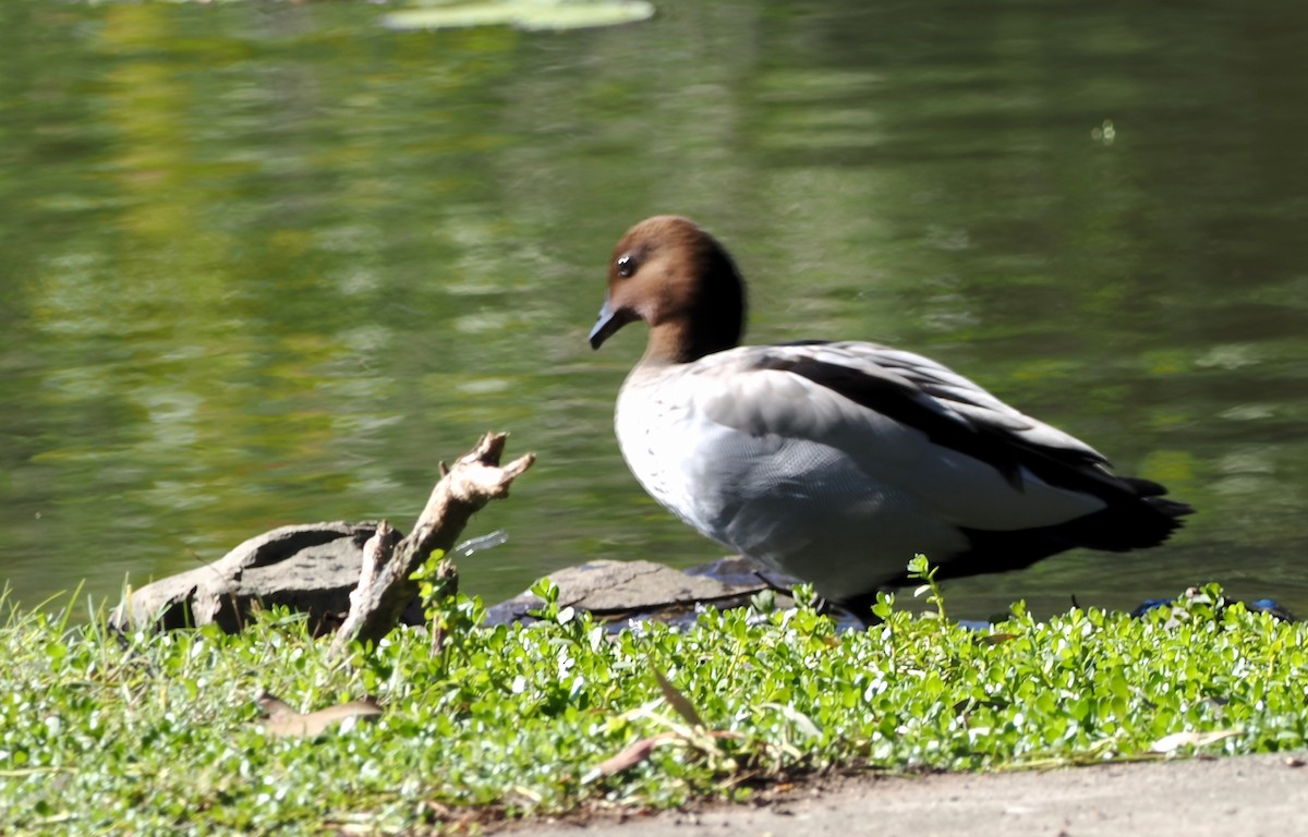 Oca arborea australiana - ML638661152