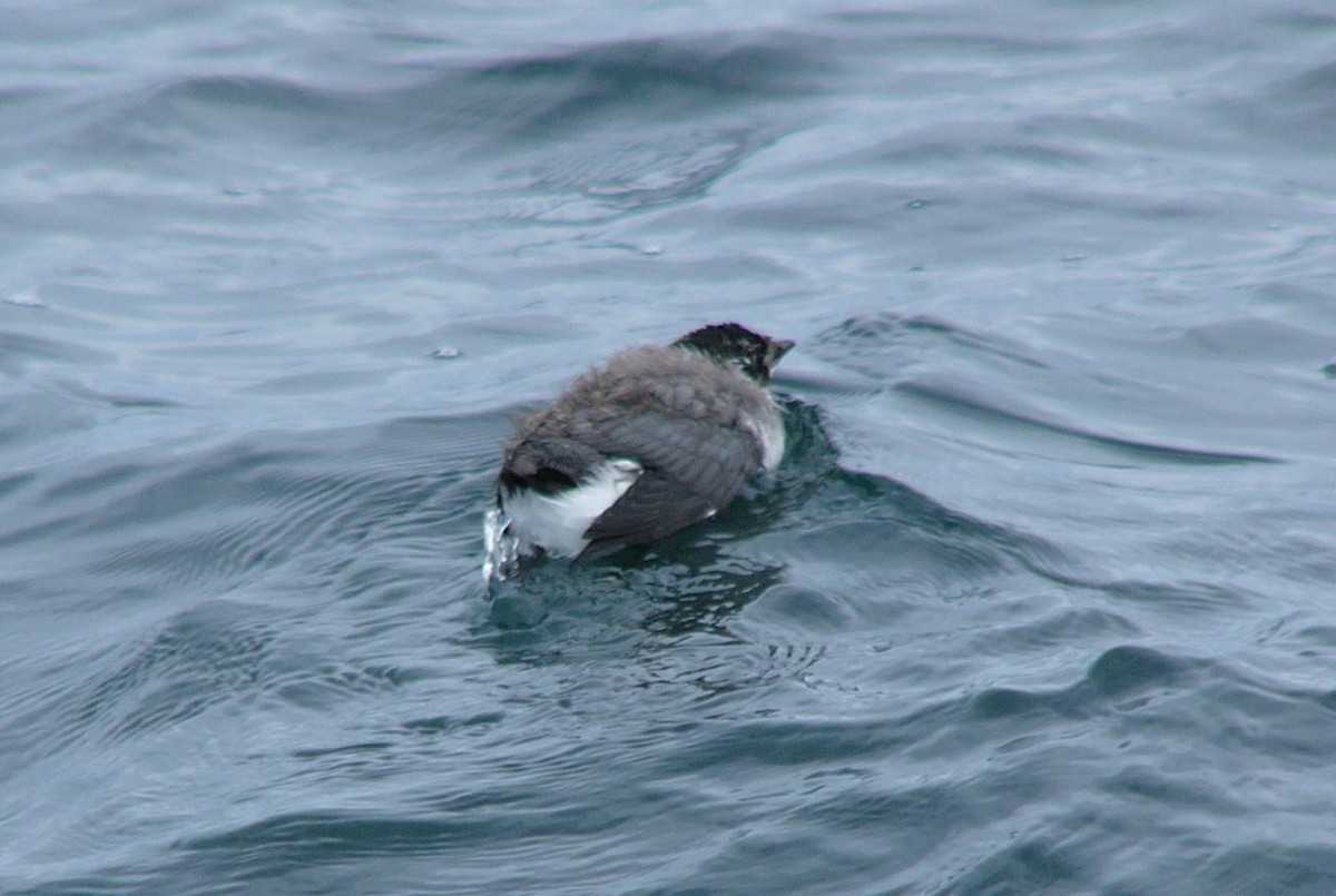 Ancient Murrelet - ML638661155