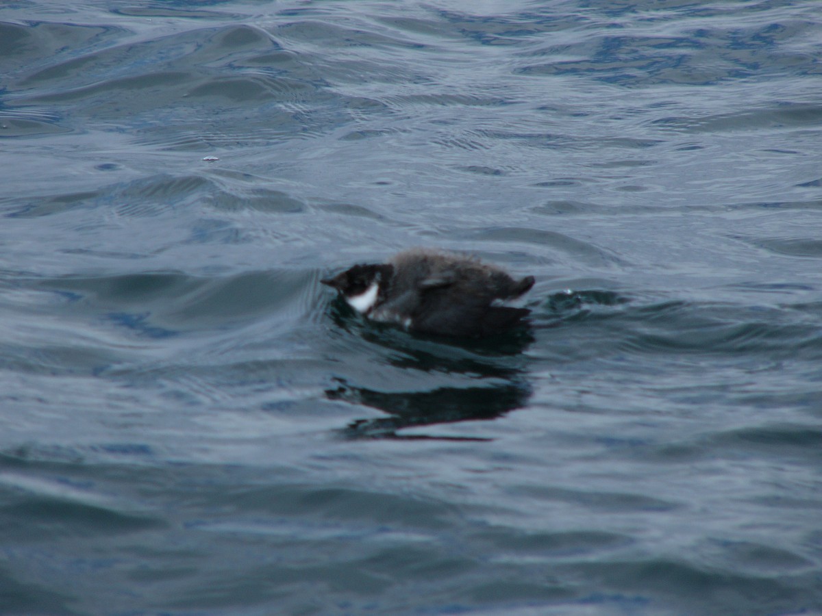 Ancient Murrelet - ML638661158