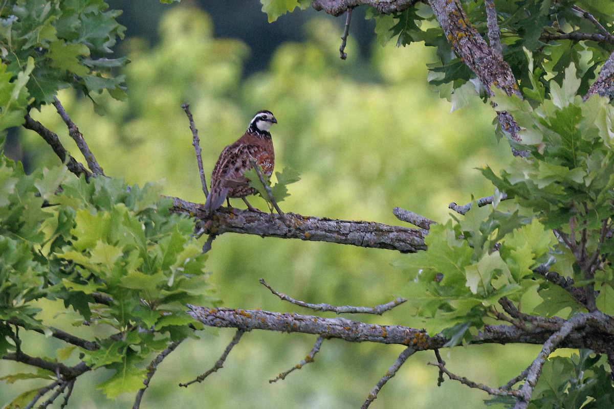 Northern Bobwhite - ML638661164