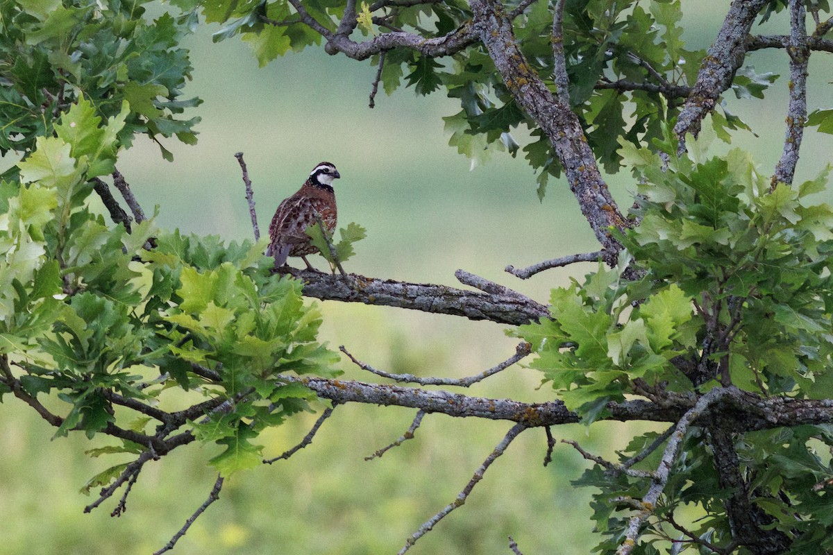 Northern Bobwhite - ML638661165
