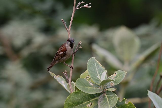 Sind Sparrow - ML638661191