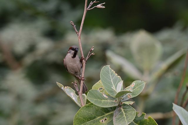 Sind Sparrow - ML638661194