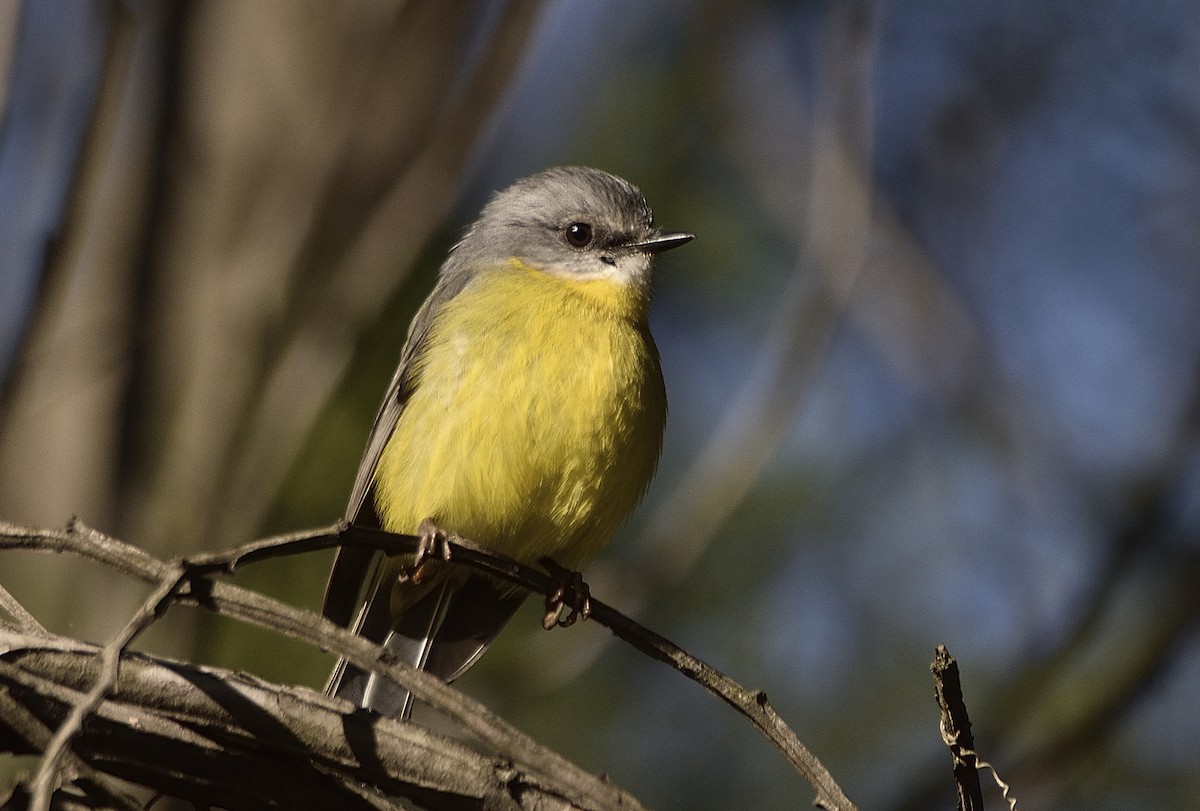 Eastern Yellow Robin - ML638661256