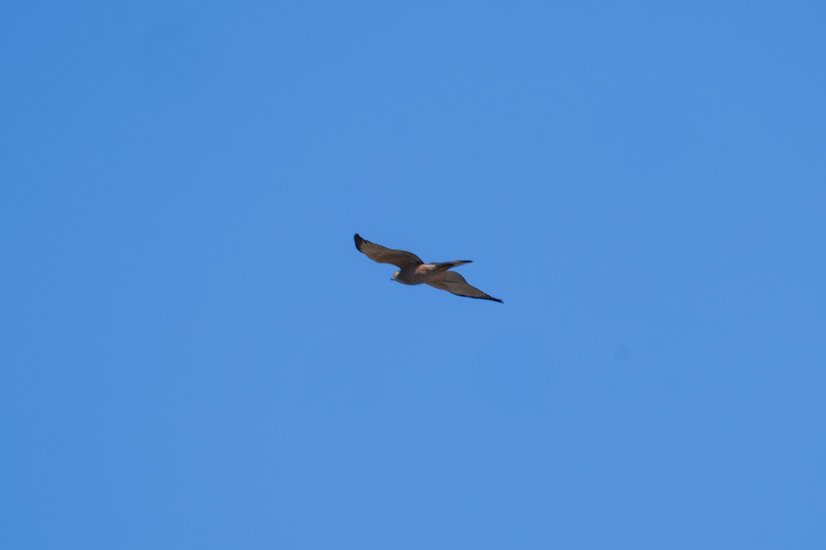 Brown Goshawk - ML638661339