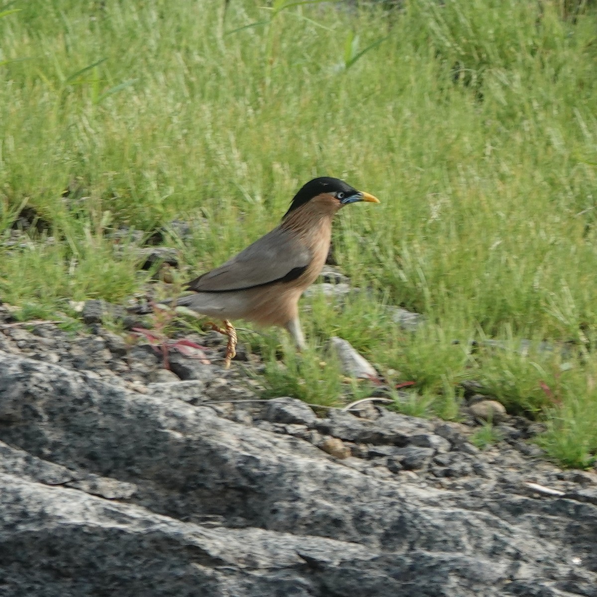 Brahminy Starling - ML638661344