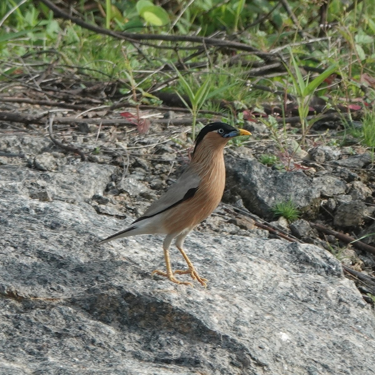 Brahminy Starling - ML638661345
