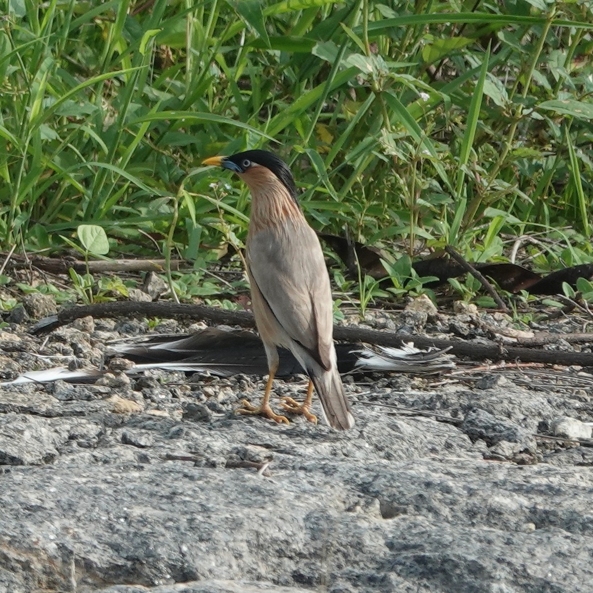 Brahminy Starling - ML638661346