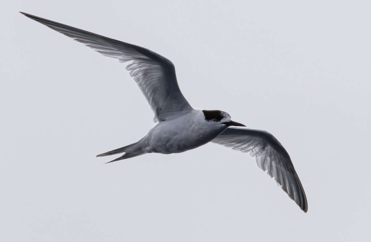 White-fronted Tern - ML638661359