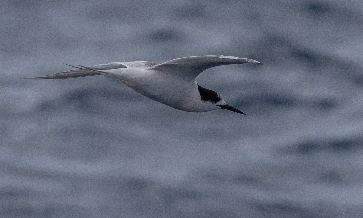 White-fronted Tern - ML638661362