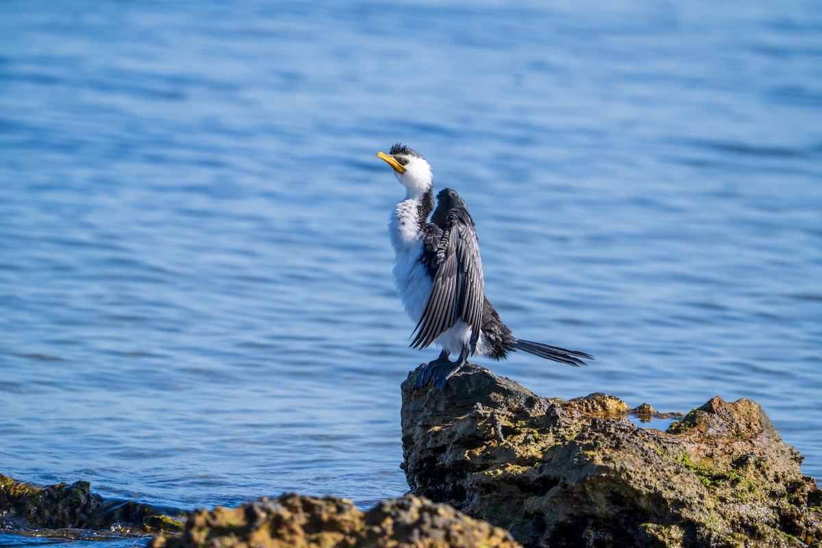 Little Pied Cormorant - ML638661394