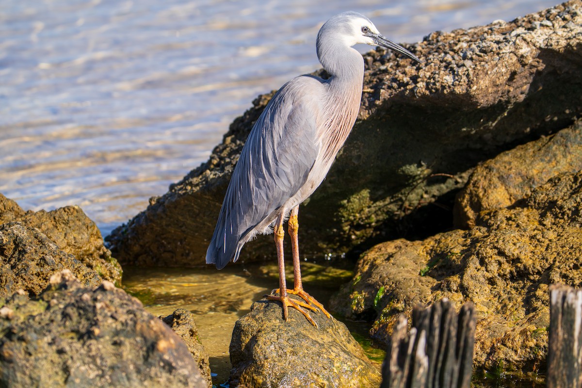 White-faced Heron - ML638661407