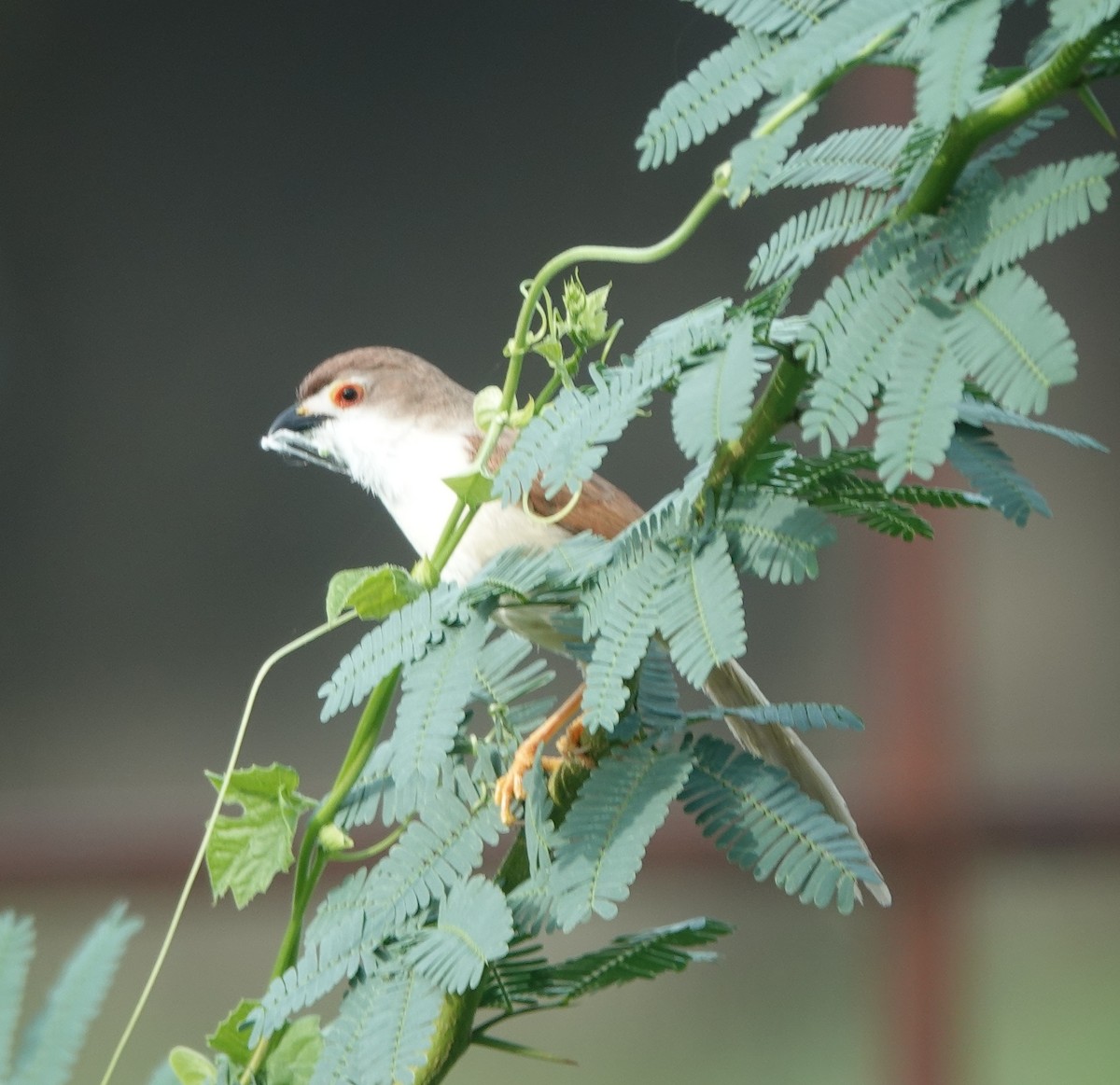 Yellow-eyed Babbler - ML638661439